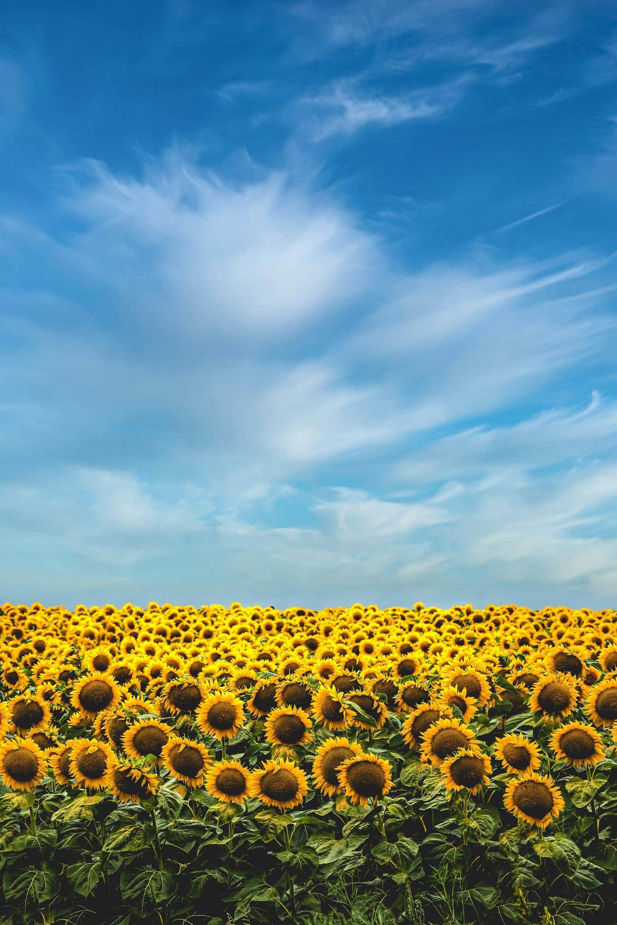 Beautiful, colorful illustrations of natural elements featured in the riddles, such as a river, a cloud, and a sunflower.